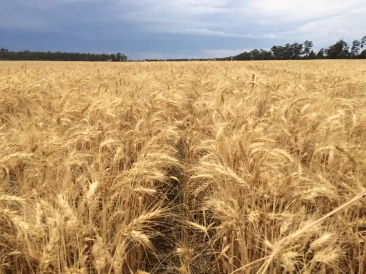 Sixth view of Homely rural property listing, 1553 Humbug Road, The Gums QLD 4406