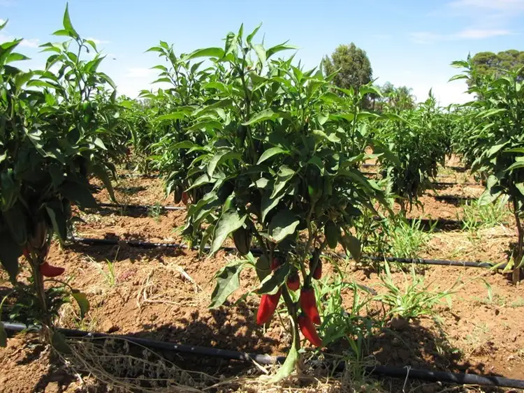 Sixth view of Homely land listing, Lot 25 Hombsch Road, Cobdogla SA 5346
