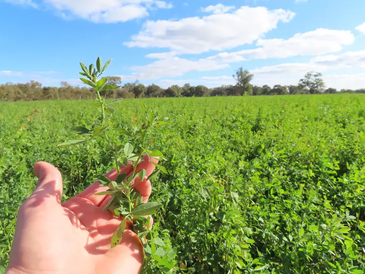 Third view of Homely rural property listing, Nagiruoh 639 Kiacatoo Road, Condobolin NSW 2877
