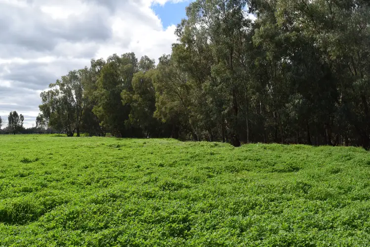 Bullock Paddock  The Escort Way, Forbes NSW 2871