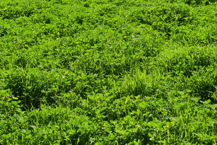 Third view of Homely rural property listing, Bullock Paddock The Escort Way, Forbes NSW 2871