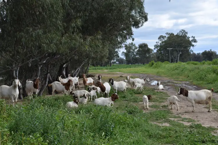 Fifth view of Homely rural property listing, Bullock Paddock The Escort Way, Forbes NSW 2871