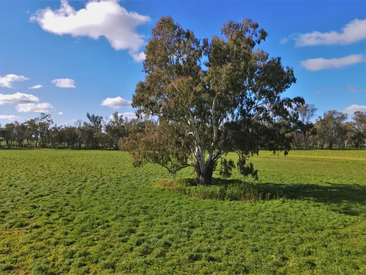 Second view of Homely rural property listing, Ulmarra, 10419 The Escort Way, Forbes NSW 2871