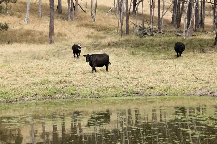 Sixth view of Homely rural property listing, 128A Daisy Mount Road, Tenterfield NSW 2372