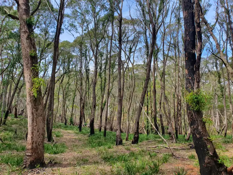 Second view of Homely rural property listing, 52 McRaes Road, Monga via, Braidwood NSW 2622