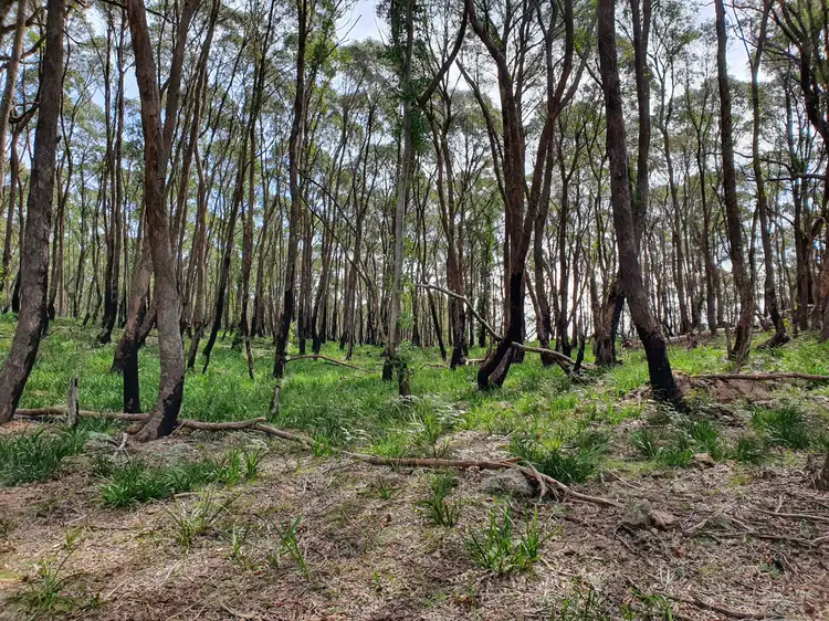 Seventh view of Homely rural property listing, 52 McRaes Road, Monga via, Braidwood NSW 2622