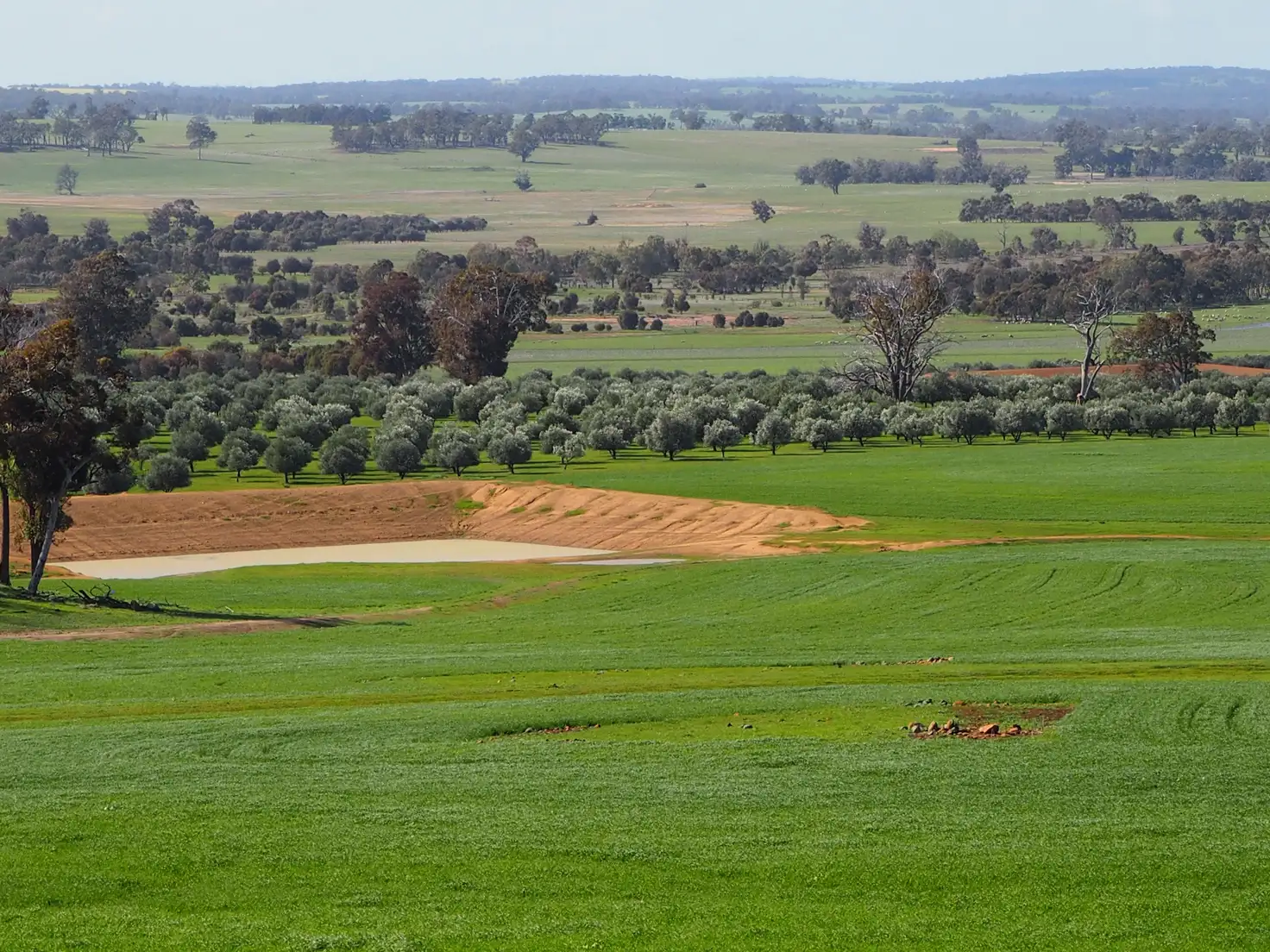 Main view of Homely rural property listing, Tarwilli Collie-Changerup Road, Kojonup WA 6395