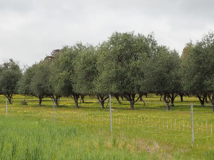 Fifth view of Homely rural property listing, Tarwilli Collie-Changerup Road, Kojonup WA 6395