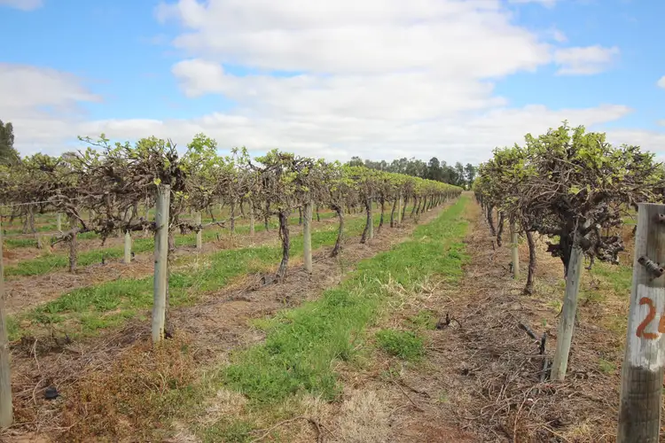 Lot 4 Bookmark Avenue, Renmark SA 5341