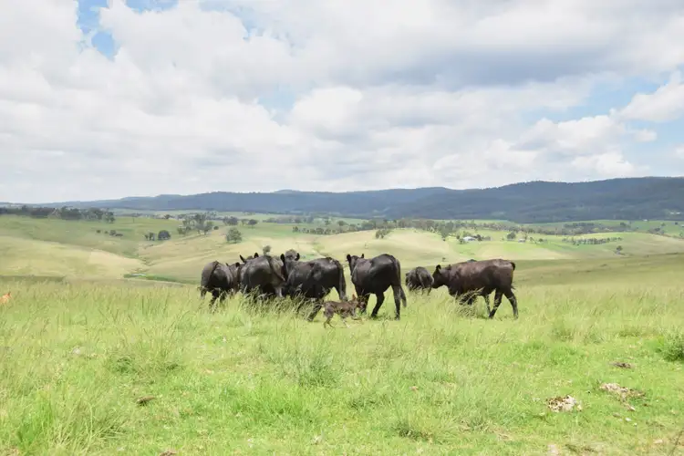 Fifth view of Homely rural property listing, 10900 Bruxner Highway, Tenterfield NSW 2372