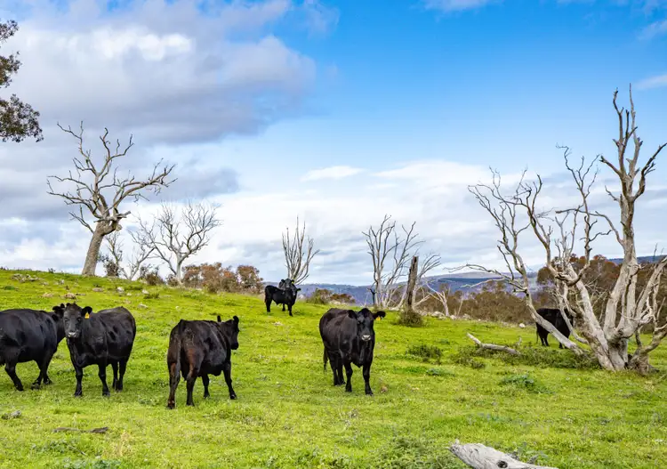 Fifth view of Homely rural property listing, . 'The Barberosa', Jugiong NSW 2726