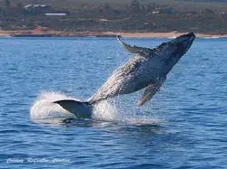 Sixth view of Homely land listing, 8 Lot 37 Coral Boulevard, Kalbarri WA 6536