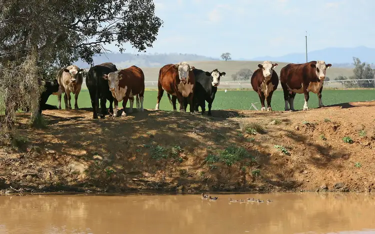 Third view of Homely rural property listing, 4482 Oxley Highway, Gunnedah NSW 2380