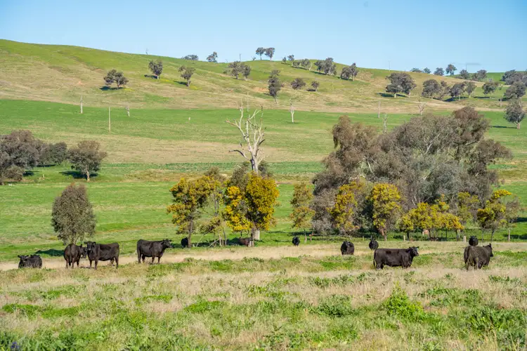 Sixth view of Homely rural property listing, 395 Old Yullundry Road, Cumnock NSW 2867