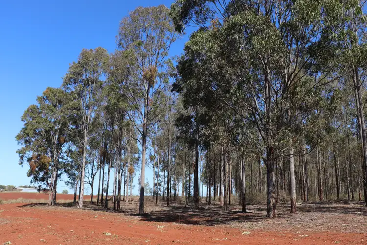 'Meredith' Forestry Road, Gurgeena QLD 4626