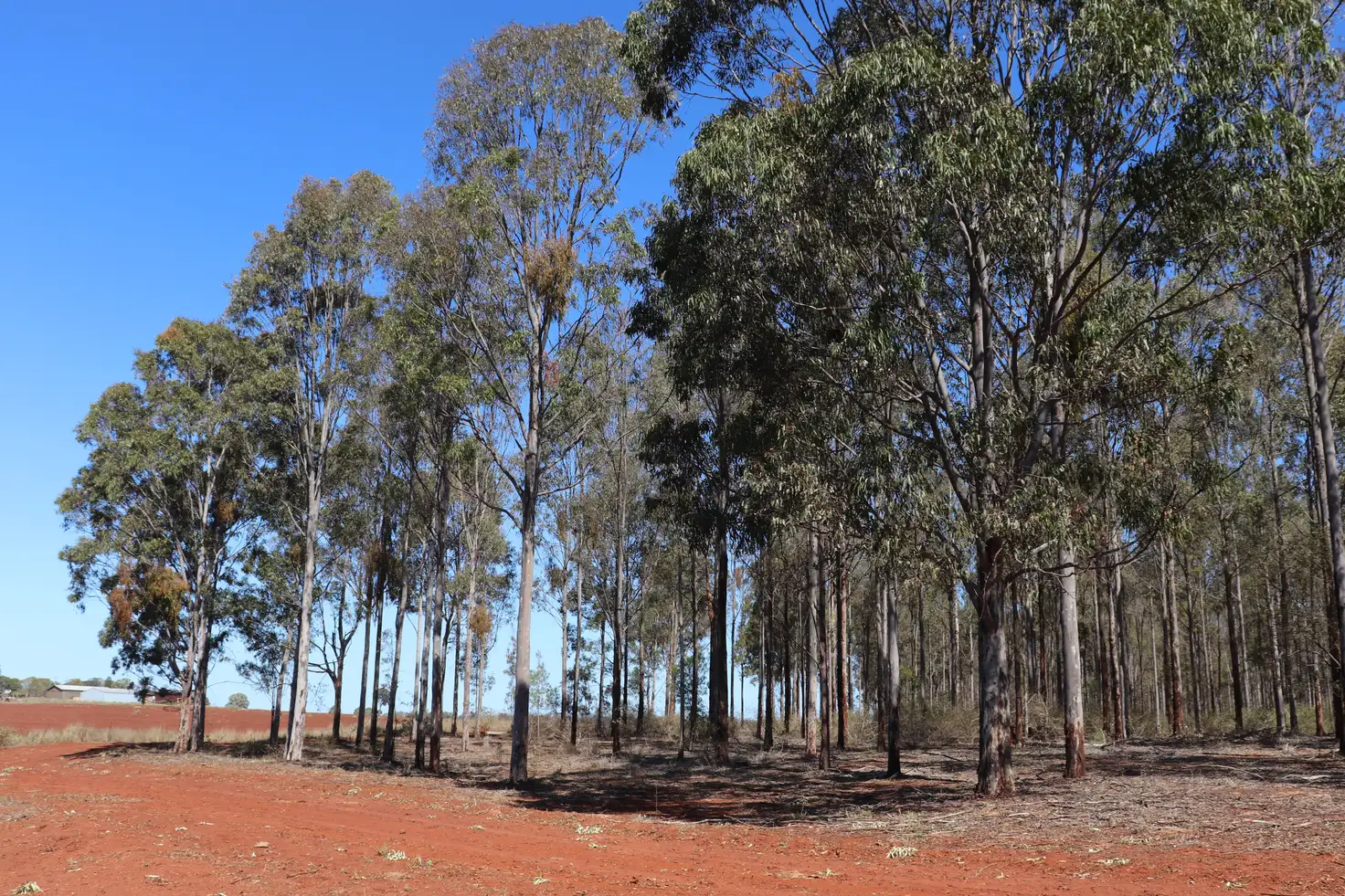 Main view of Homely rural property listing, 'Meredith' Forestry Road, Gurgeena QLD 4626
