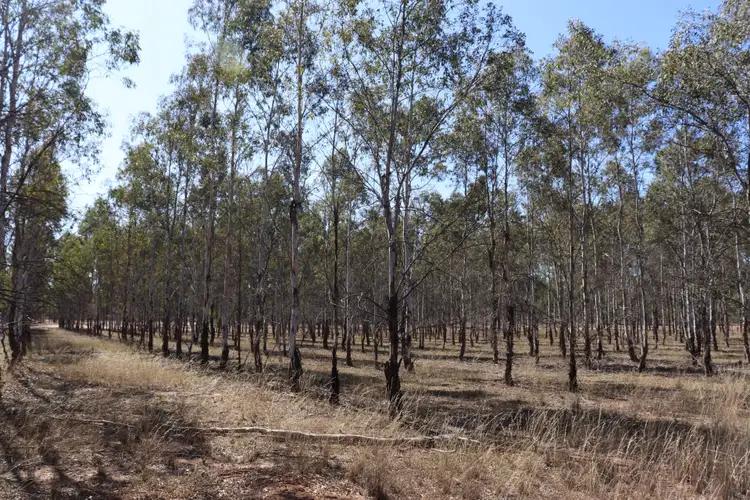 Third view of Homely rural property listing, 'Thomson' Mundubbera-Durong Road, Boondooma QLD 4613