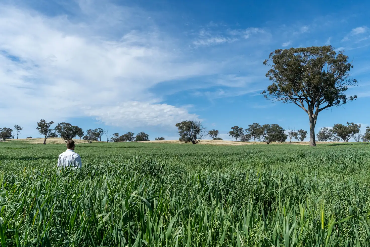 Main view of Homely rural property listing, 6119 Burrendong Way, Stuart Town NSW 2820