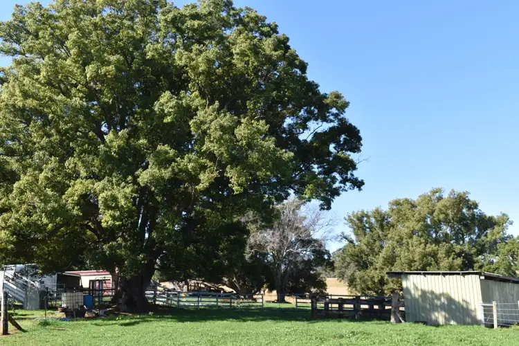 Second view of Homely rural property listing, 13150 Summerland Way, Kyogle NSW 2474