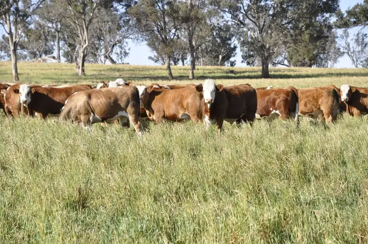 "Lower 4 Mile" Strachan Road, Deepwater NSW 2371