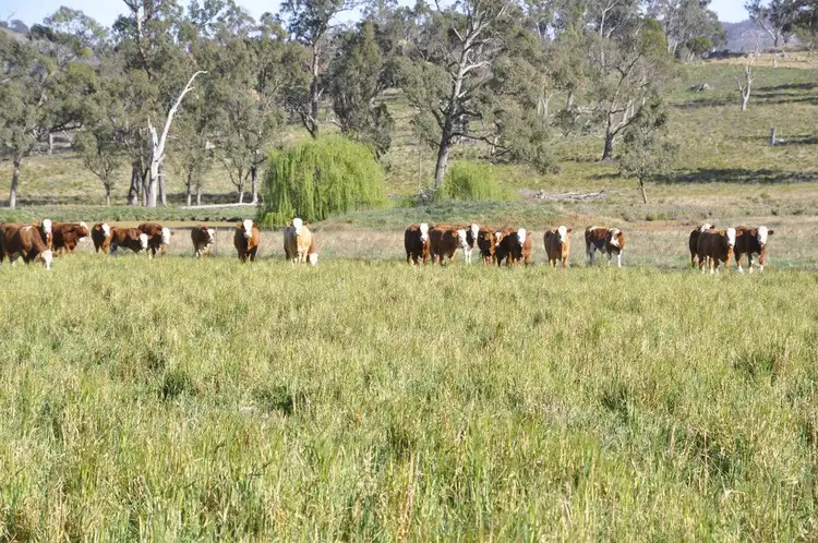 Fifth view of Homely rural property listing, "Lower 4 Mile" Strachan Road, Deepwater NSW 2371