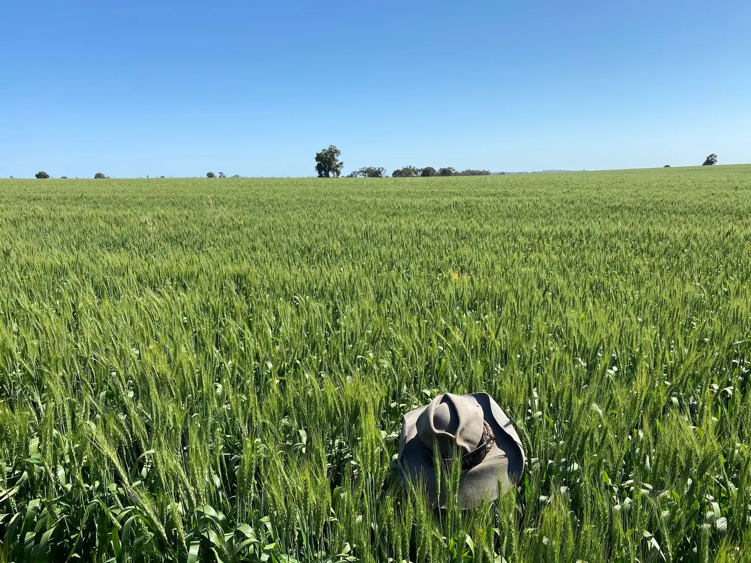 Main view of Homely rural property listing, Ioanumba 190 Ootha Road, Trundle NSW 2875