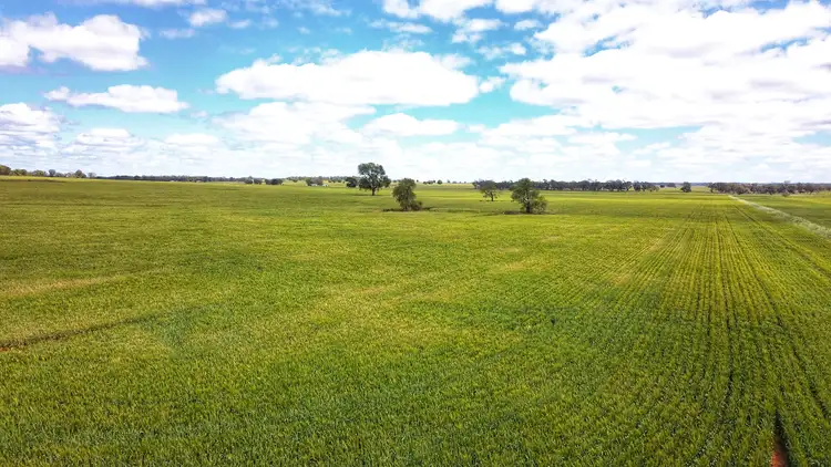 Third view of Homely rural property listing, Ioanumba 190 Ootha Road, Trundle NSW 2875