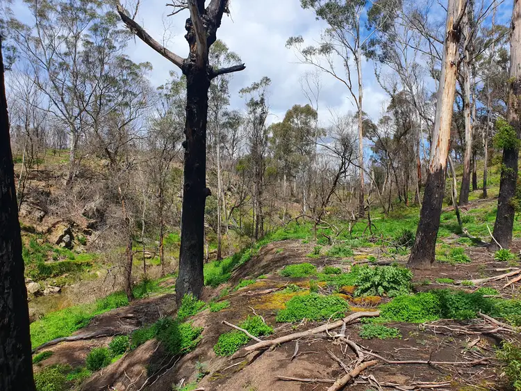 Second view of Homely rural property listing, Lot 19 Ningee Nimble Creek Road, Tomboye, Braidwood NSW 2622
