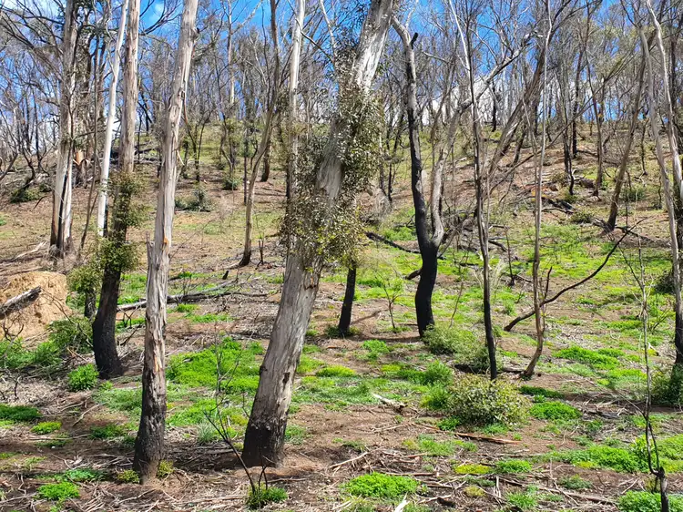 Fourth view of Homely rural property listing, Lot 19 Ningee Nimble Creek Road, Tomboye, Braidwood NSW 2622