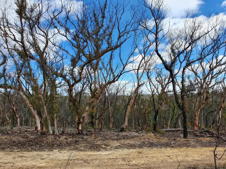Seventh view of Homely rural property listing, Lot 19 Ningee Nimble Creek Road, Tomboye, Braidwood NSW 2622