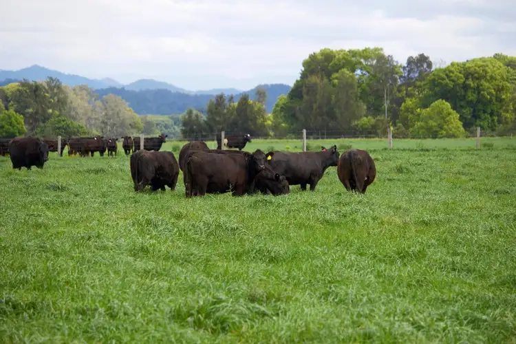 Third view of Homely rural property listing, 383 Waterfall Way, Bellingen NSW 2454