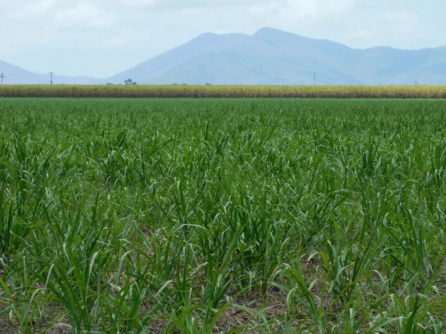 Main view of Homely rural property listing, Lot 3 Wandarra Road, Proserpine QLD 4800