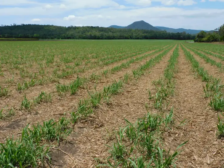 Fifth view of Homely rural property listing, Lot 26, 367 Strathdickie Road, Strathdickie QLD 4800