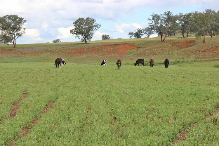 Fourth view of Homely rural property listing, 227 MERRYULA Road, Ulamambri NSW 2357
