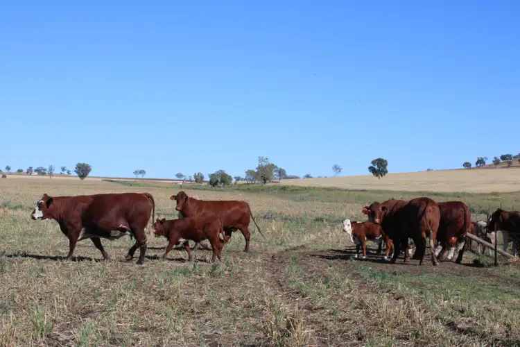 Sixth view of Homely rural property listing, Lot 1 Glenesk Road, Inverell NSW 2360