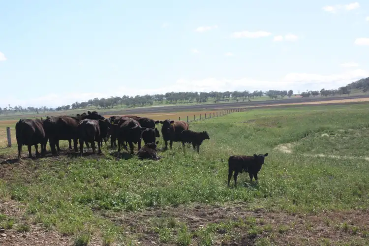 Fourth view of Homely rural property listing, 0 Richardson Road, Southbrook QLD 4363