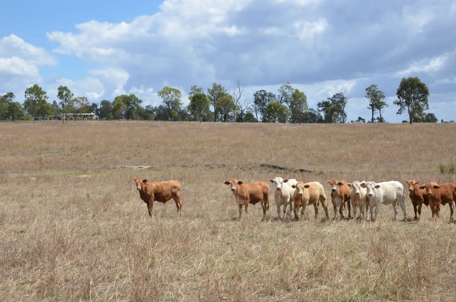 Main view of Homely rural property listing, 731 Eureka Station Road, Eureka QLD 4660