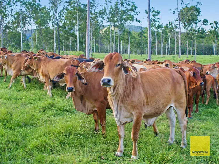 50 Tableland Road, Mount Tom QLD 4677