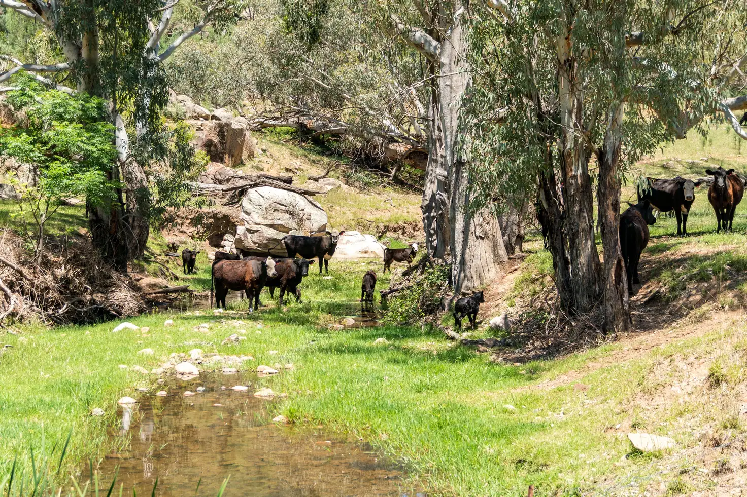 Main view of Homely rural property listing, 361 Waterhole Creek Road, Eugowra NSW 2806