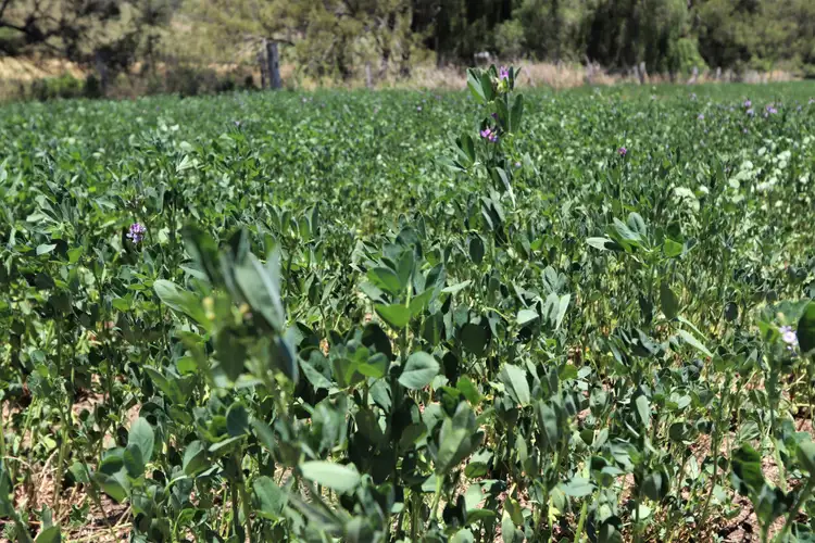 Fifth view of Homely land listing, Lot 2 Border Road, Killarney QLD 4373