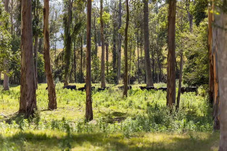 Fourth view of Homely rural property listing, 136 Craven Creek Road, Gloucester NSW 2422
