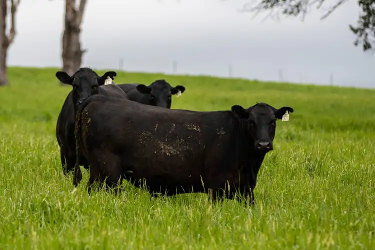 Fifth view of Homely rural property listing, 271 Tenterden Road, Guyra NSW 2365