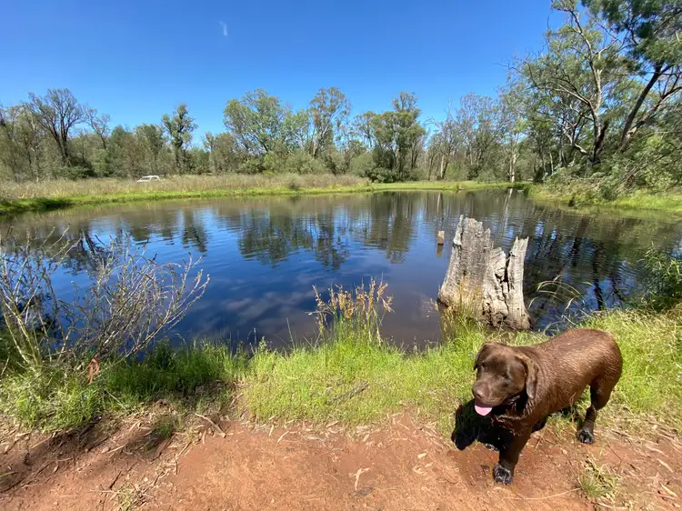 Third view of Homely rural property listing, Elo 3498 Peak Hill - Tullamore Road, Peak Hill NSW 2869