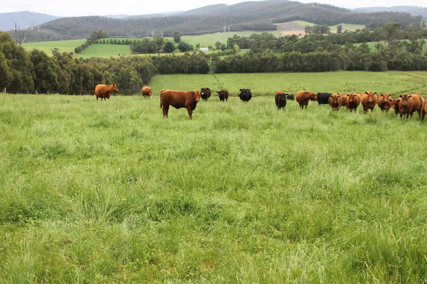 Main view of Homely rural property listing, 110 Forest Road, Labertouche VIC 3816