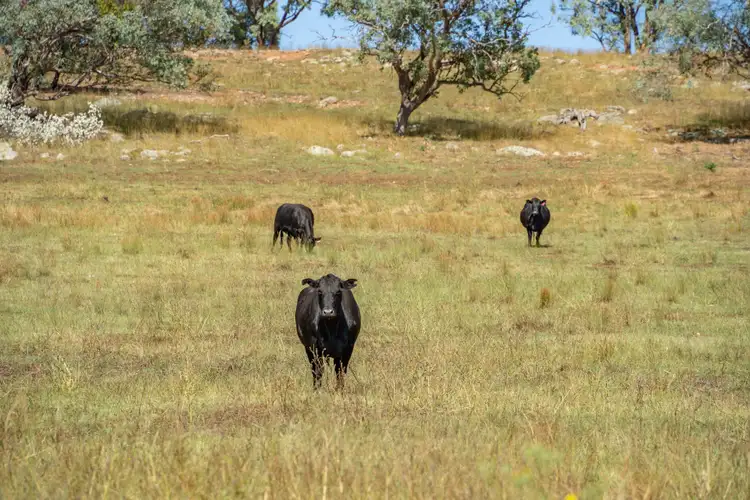 Fourth view of Homely rural property listing, 73 Tallarook Road, Cowra NSW 2794