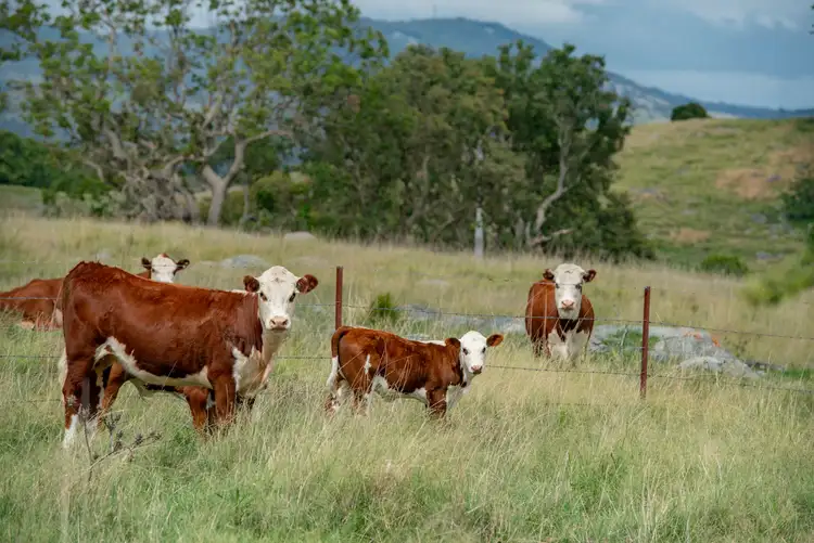 Seventh view of Homely rural property listing, 29 Myon Mount Road, Tenterfield NSW 2372