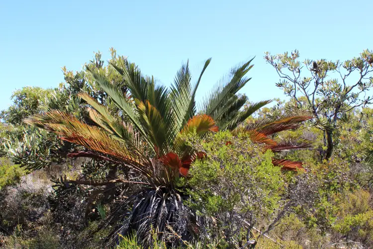 Third view of Homely land listing, LOT 203 Belinda Loop, Jurien Bay WA 6516