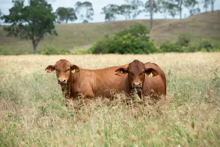 Fourth view of Homely rural property listing, Barambah Dale Barambah Road, Moffatdale, Murgon QLD 4605