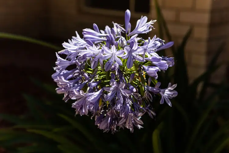 Fourth view of Homely house listing, 5 Larpent Street, Amaroo ACT 2914