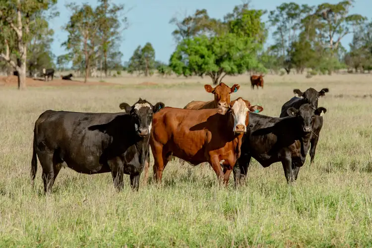 Seventh view of Homely rural property listing, 1292 Woodburn Road, Roma QLD 4455